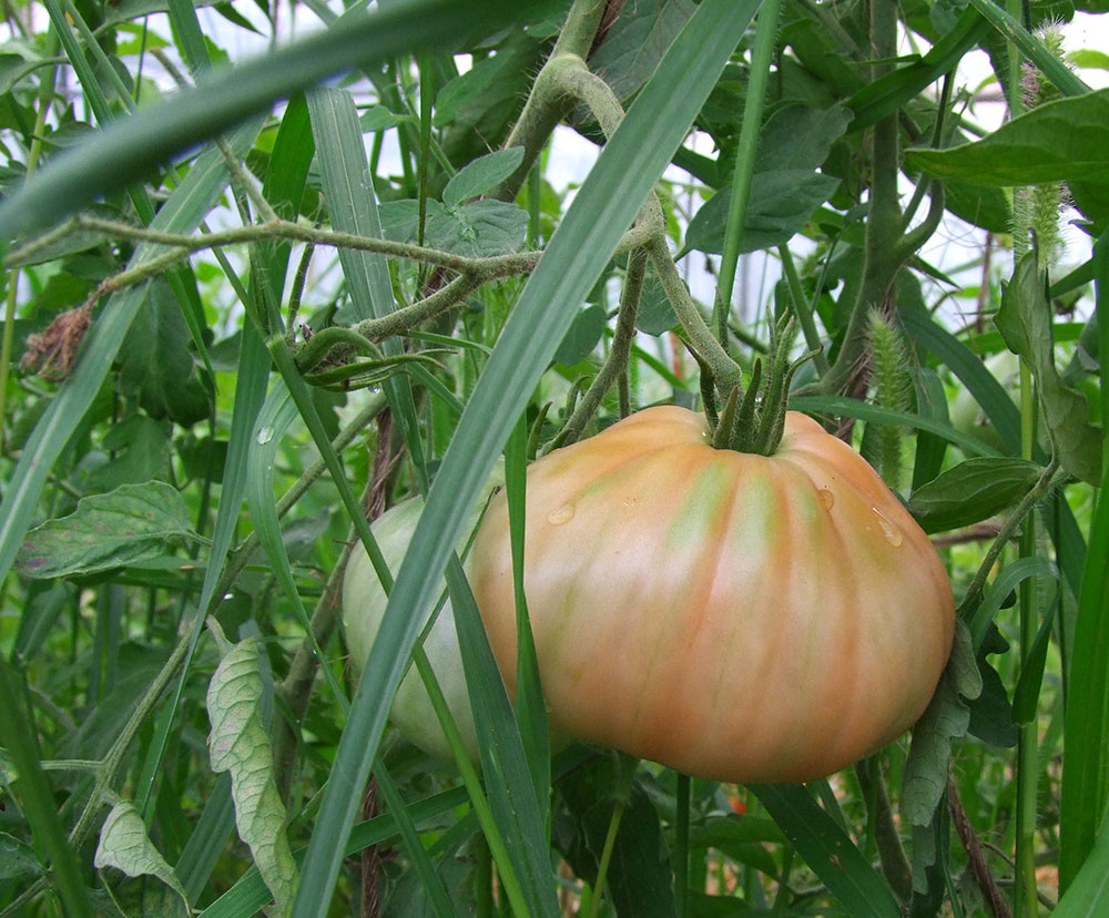 azienda agricola biodinamica